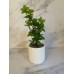 PLANTA ARTIFICAL CON MACETA 50 CM