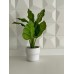 PLANTA ARTIFICIAL CON MACETA DE CERAMICA  ALOCASIA